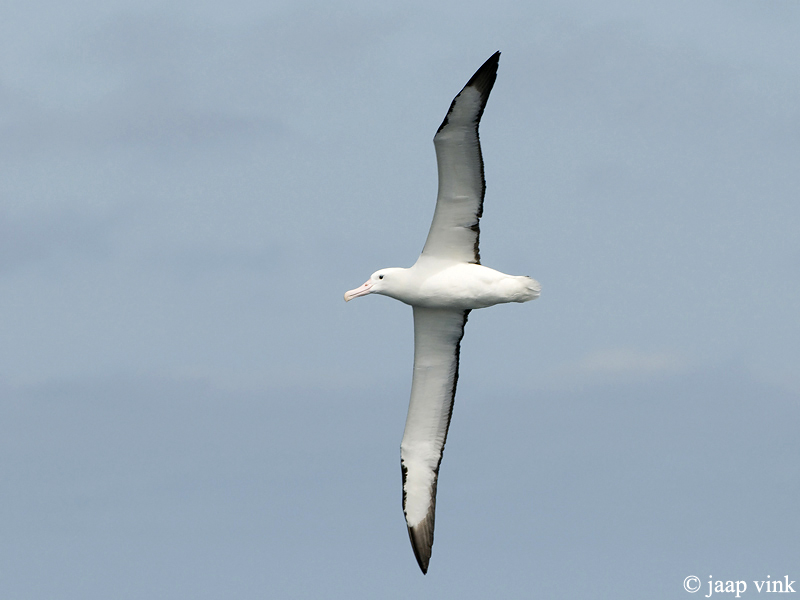 Northern Royal Albatross - Noordelijke Koningsalbatros - Diomedea sanfordi