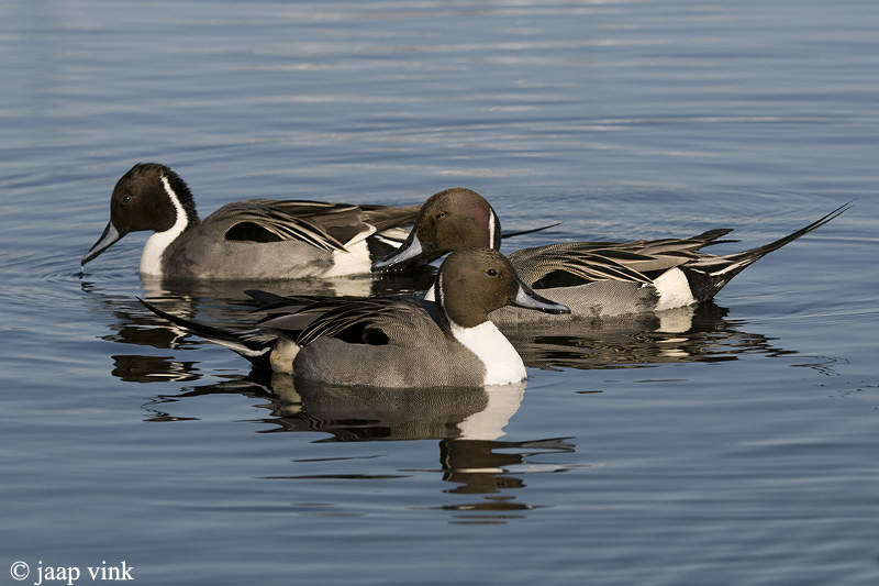 Pintail - Pijlstaart - Anas acuta