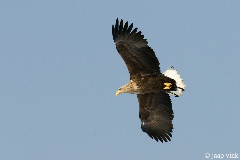 White-tailed Eagle - Zeearend - Haliaeetus albicilla