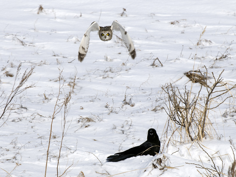 Short-eared Owl - Velduil - Asio flammeus