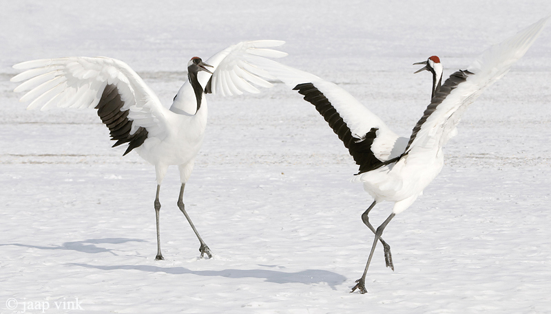 Red-crowned Crane - Japanse Kraanvogel - Grus japonensis