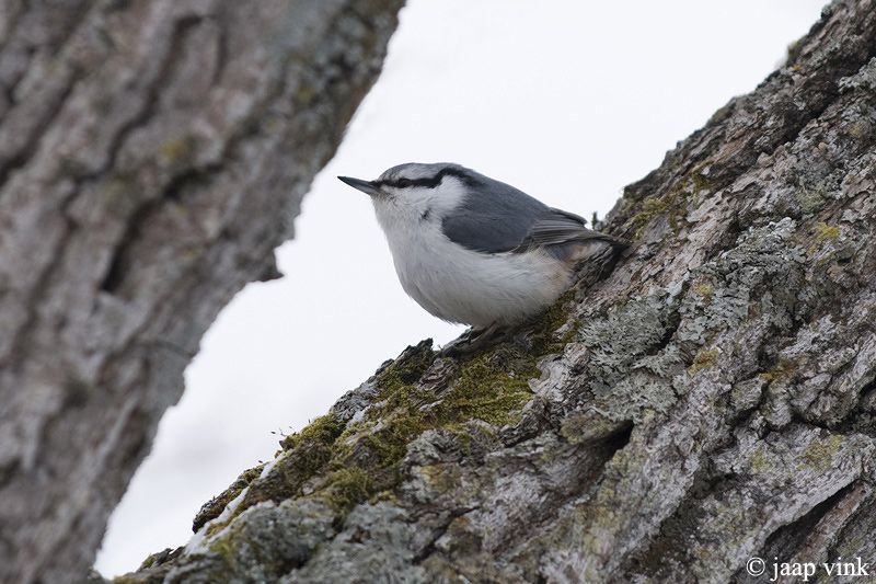 Eurasian Nuthatch - Boomklever - Sitta europaea