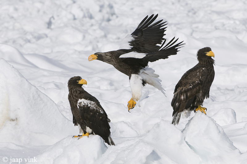 Stellers Sea-Eagle - Stellers Zeearend - Haliaeetus pelagicus