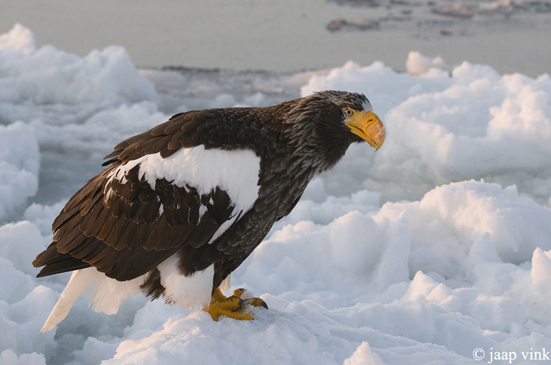 Stellers Sea-Eagle - Stellers Zeearend - Haliaeetus pelagicus