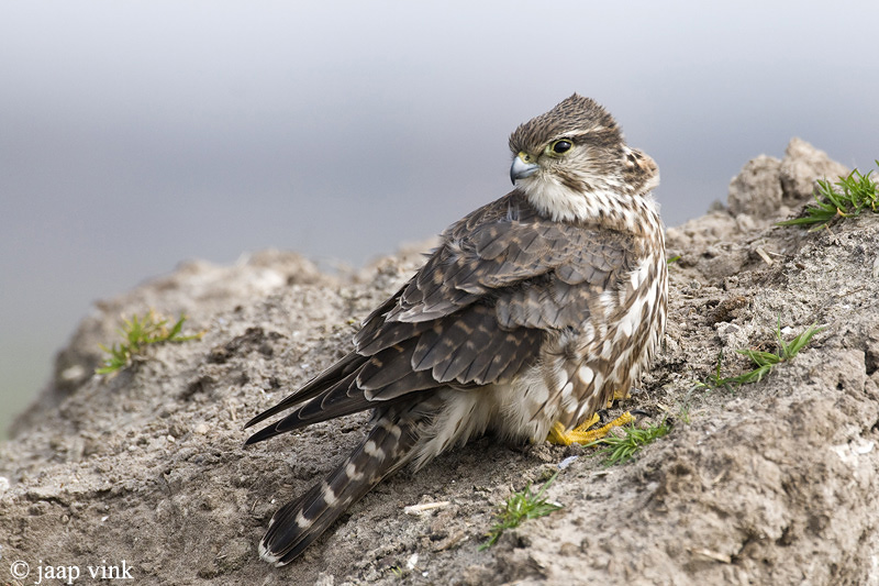 Merlin - Smelleken - Falco columbarius