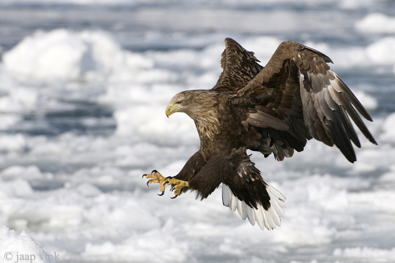 White-tailed Eagle - Zeearend - Haliaeetus albicilla