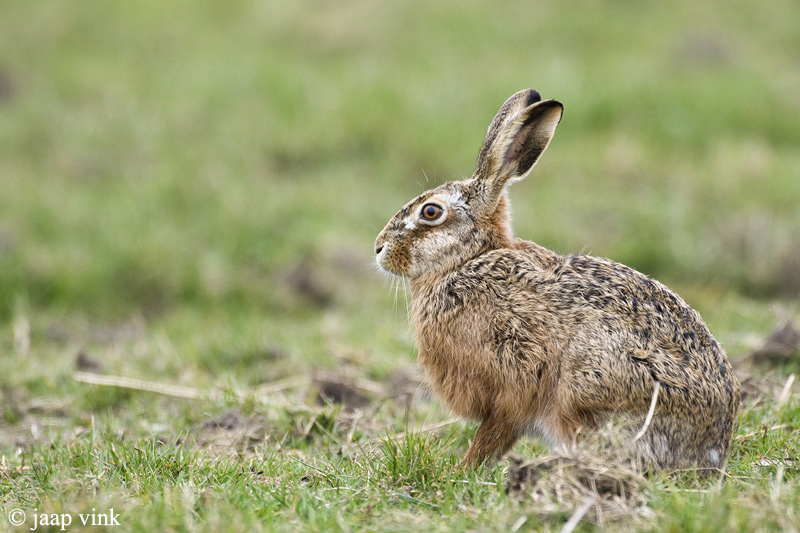 European Hare - Haas - Lepus europaeus