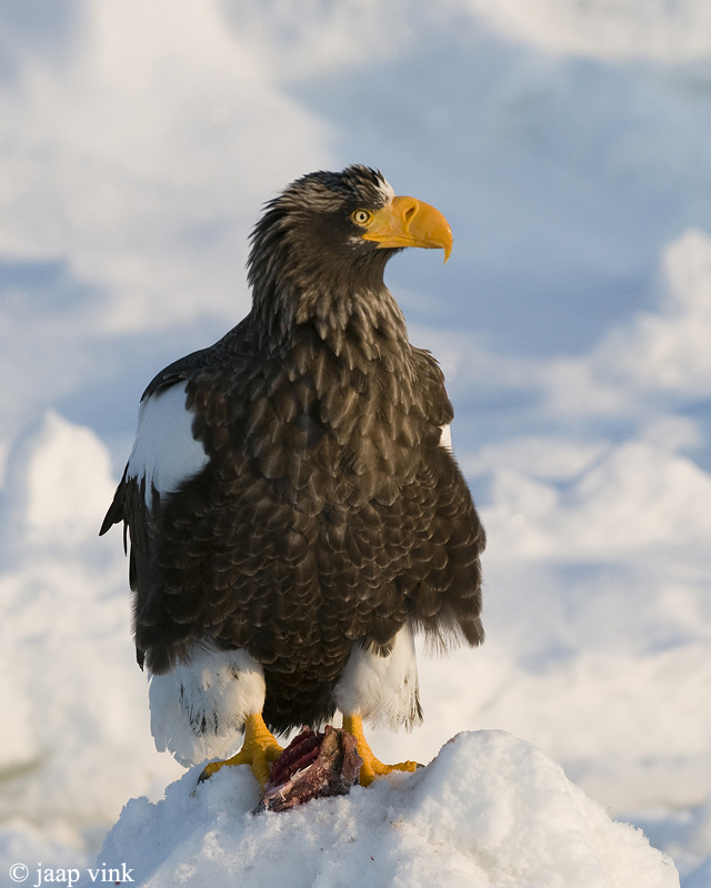 Stellers Sea-Eagle - Stellers Zeearend - Haliaeetus pelagicus