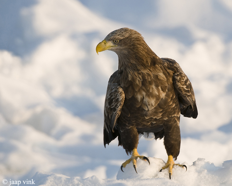White-tailed Eagle - Zeearend - Haliaeetus albicilla