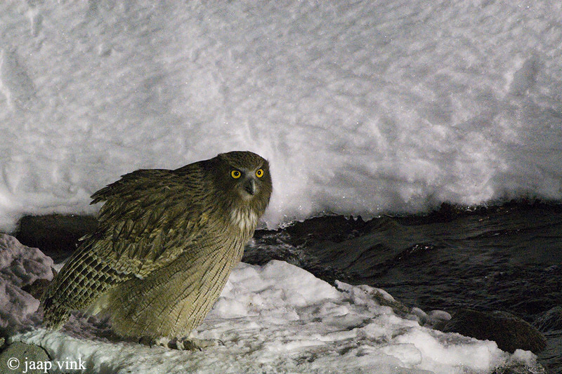Blakistons Fish-Owl - Blakistons Visuil - Bubo blakistoni