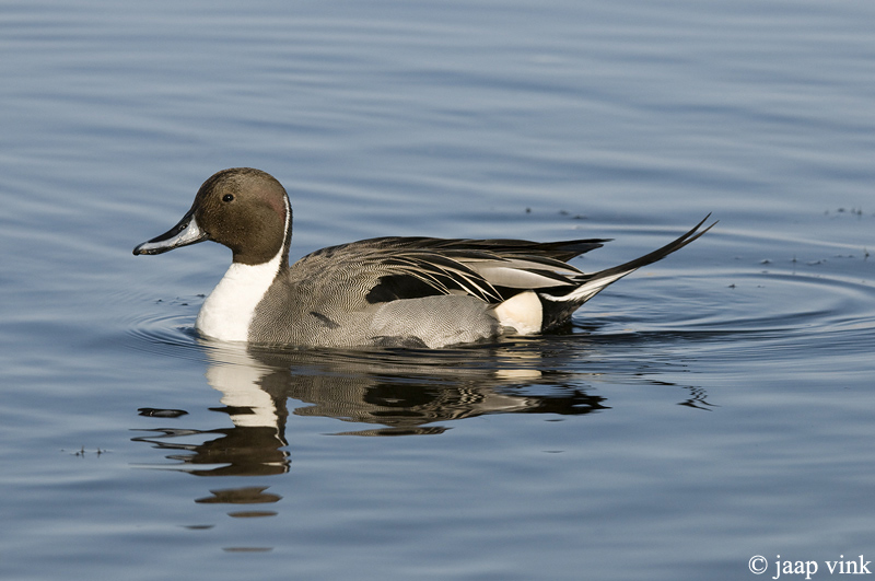 Pintail - Pijlstaart - Anas acuta