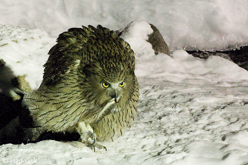 Blakistons Fish-Owl - Blakistons Visuil - Bubo blakistoni