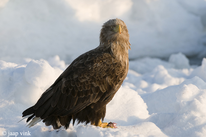 White-tailed Eagle - Zeearend - Haliaeetus albicilla