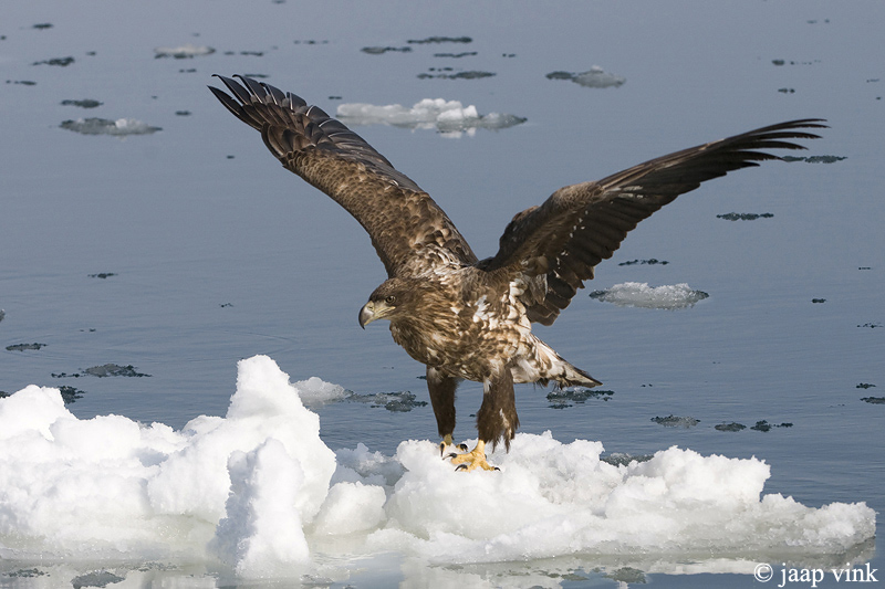 White-tailed Eagle - Zeearend - Haliaeetus albicilla