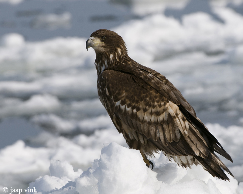 White-tailed Eagle - Zeearend - Haliaeetus albicilla
