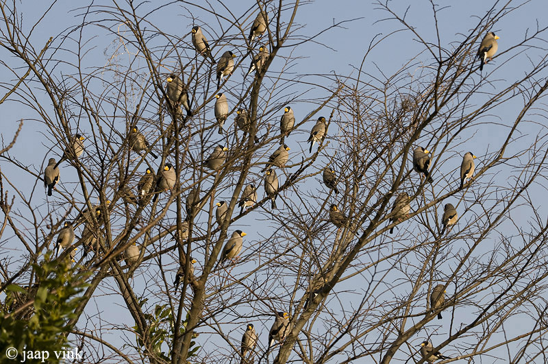 Japanese Grosbeak - Grijze Dikbek - Eophona personata
