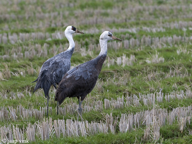 Hooded Crane - Monnikskraanvogel - Grus monacha