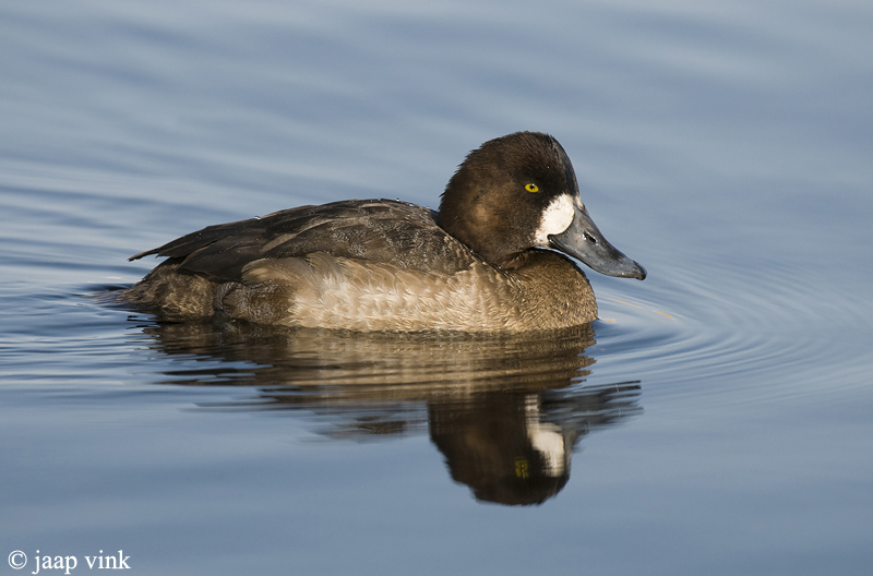 Scaup - Topper - Aythya marila