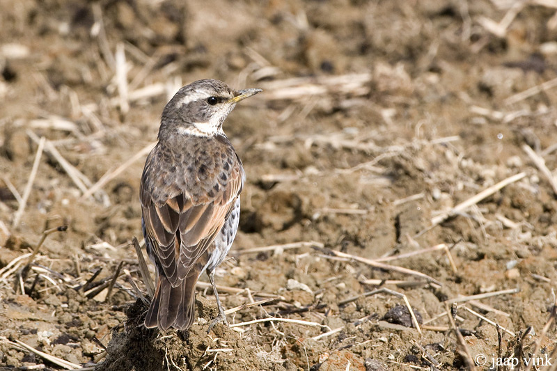 Dusky Trush - Bruine Lijster - Turdus naumanni