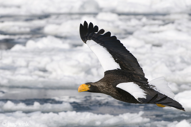 Stellers Sea-Eagle - Stellers Zeearend - Haliaeetus pelagicus