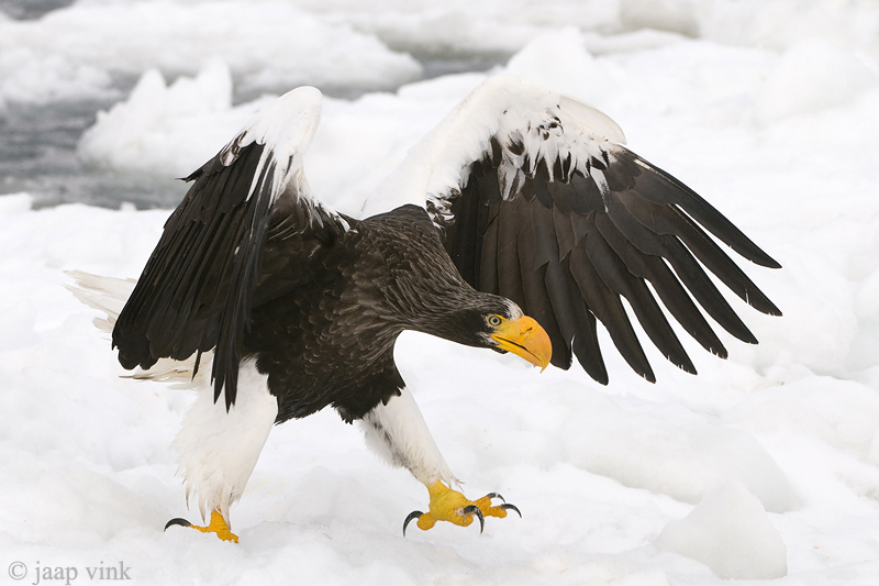 Stellers Sea-Eagle - Stellers Zeearend - Haliaeetus pelagicus