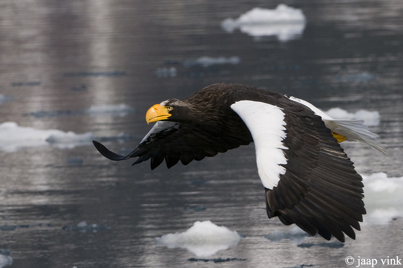 Stellers Sea-Eagle - Stellers Zeearend - Haliaeetus pelagicus