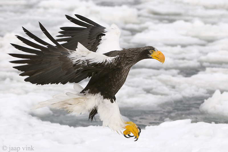 Stellers Sea-Eagle - Stellers Zeearend - Haliaeetus pelagicus