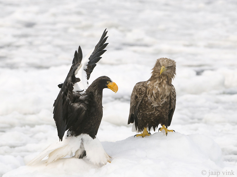 Stellers Sea-Eagle - Stellers Zeearend - Haliaeetus pelagicus