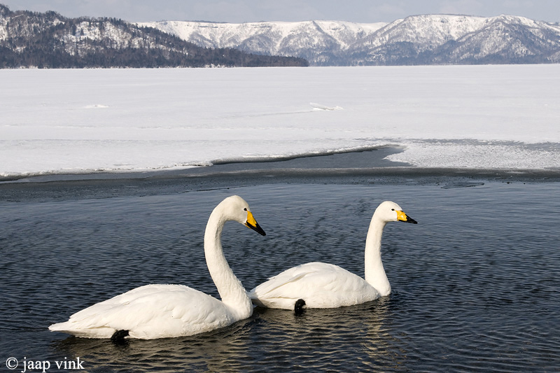 Whooper Swan - Wilde Zwaan - Cygnus cygnus