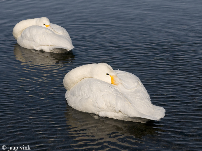 Whooper Swan - Wilde Zwaan - Cygnus cygnus