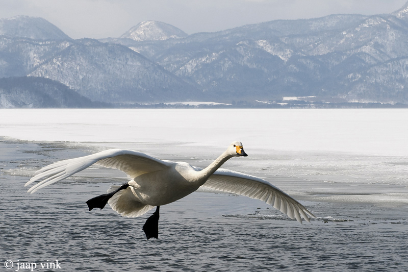 Whooper Swan - Wilde Zwaan - Cygnus cygnus