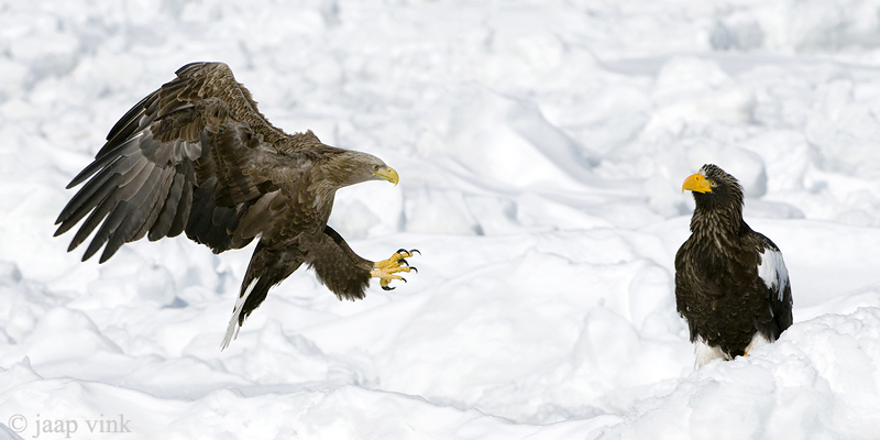 White-tailed Eagle - Zeearend - Haliaeetus albicilla