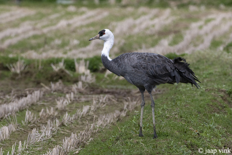 Hooded Crane - Monnikskraanvogel - Grus monacha