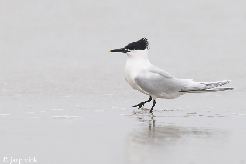 Sandwich Tern - Grote Stern - Sterna sandvicensis