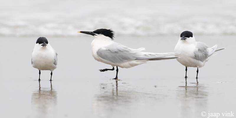 Sandwich Tern - Grote Stern - Sterna sandvicensis