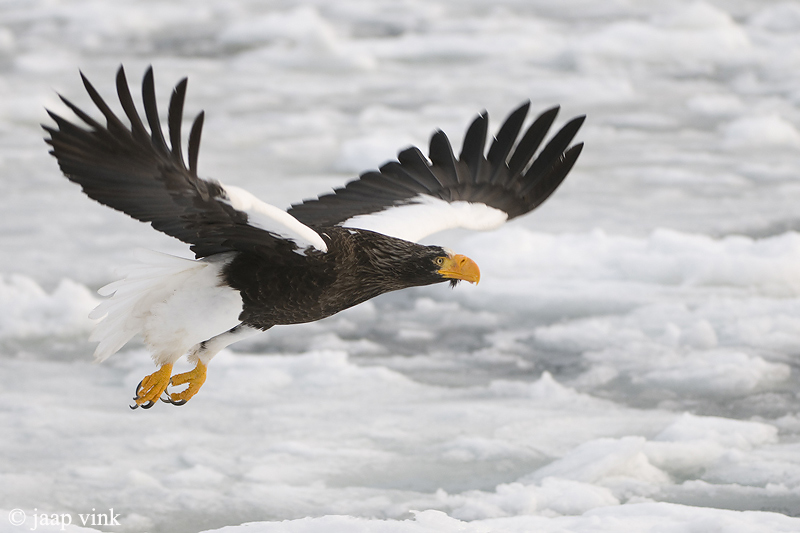 Stellers Sea-Eagle - Stellers Zeearend - Haliaeetus pelagicus