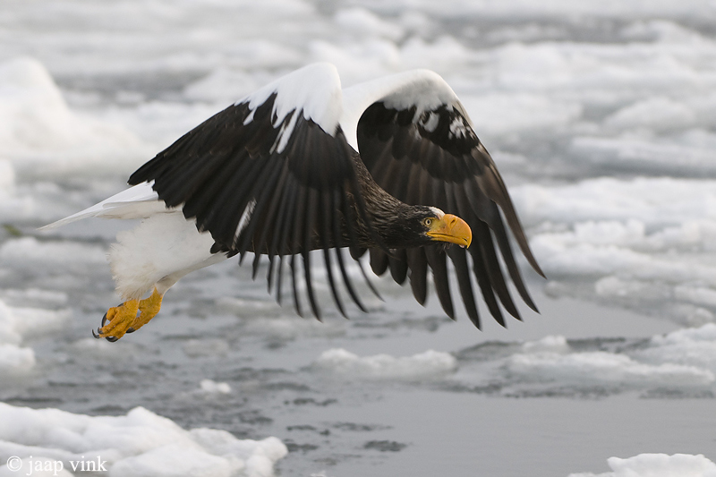 Stellers Sea-Eagle - Stellers Zeearend - Haliaeetus pelagicus