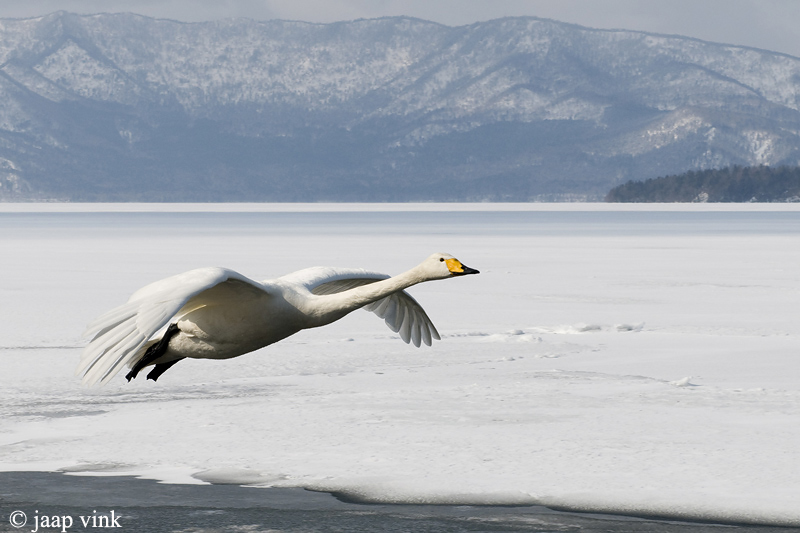 Whooper Swan - Wilde Zwaan - Cygnus cygnus