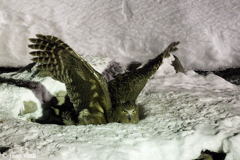 Blakistons Fish-Owl - Blakistons Visuil - Bubo blakistoni