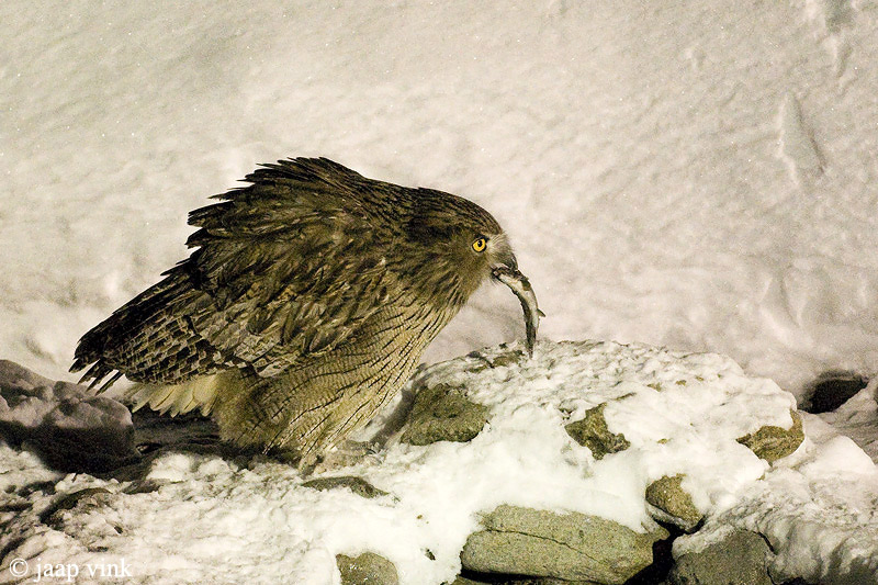 Blakistons Fish-Owl - Blakistons Visuil - Bubo blakistoni