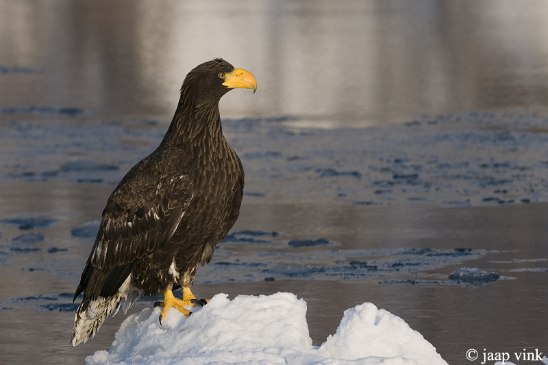 Stellers Sea-Eagle - Stellers Zeearend - Haliaeetus pelagicus