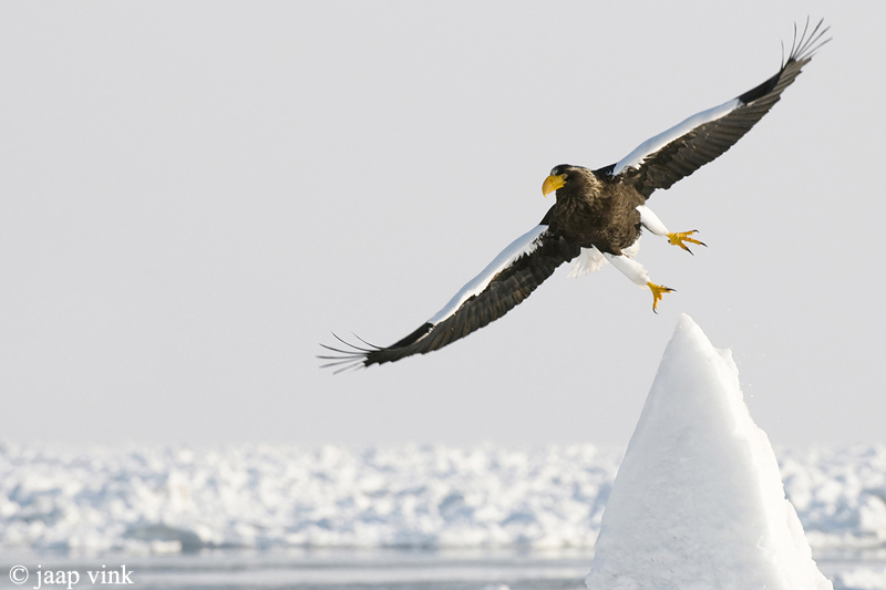 Stellers Sea-Eagle - Stellers Zeearend - Haliaeetus pelagicus