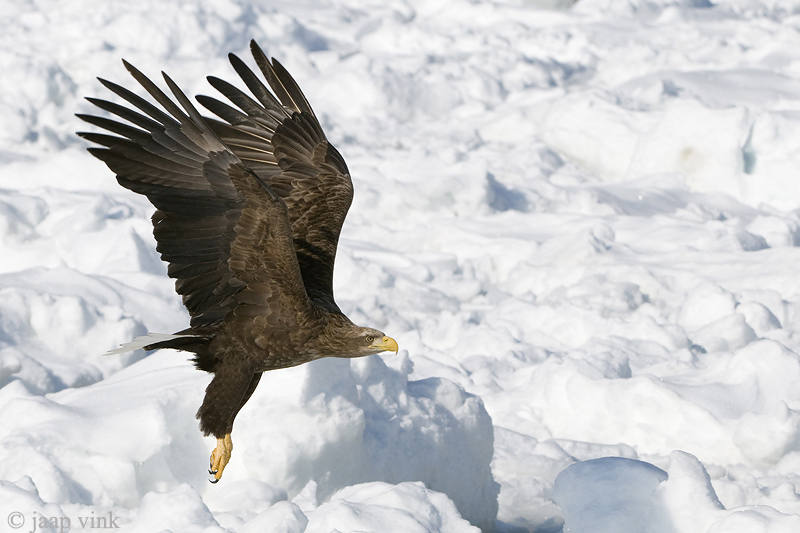 White-tailed Eagle - Zeearend - Haliaeetus albicilla