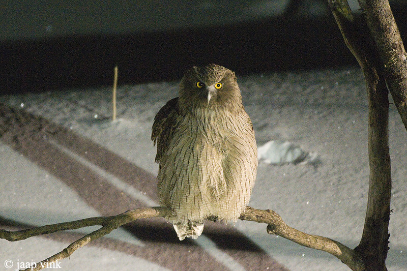 Blakistons Fish-Owl - Blakistons Visuil - Bubo blakistoni