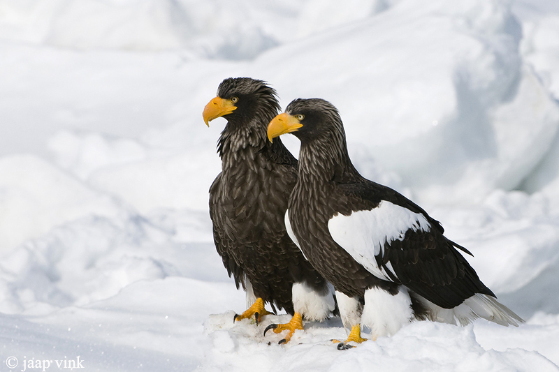 Stellers Sea-Eagle - Stellers Zeearend - Haliaeetus pelagicus