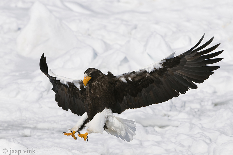 Stellers Sea-Eagle - Stellers Zeearend - Haliaeetus pelagicus