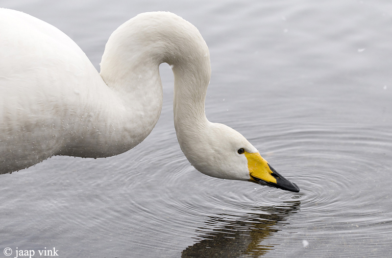 Whooper Swan - Wilde Zwaan -  Cygnus cygnus