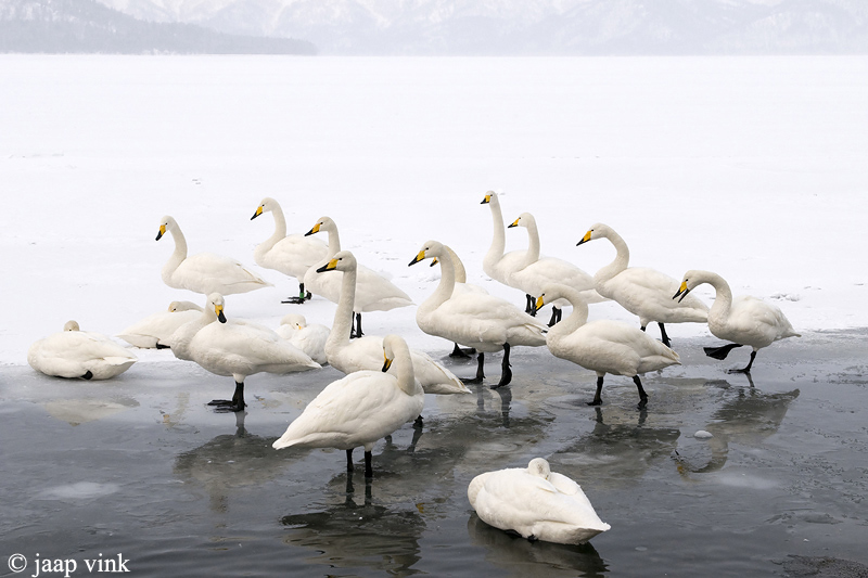 Whooper Swan - Wilde Zwaan -  Cygnus cygnus