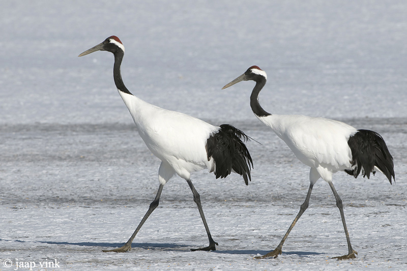 Red-crowned Crane - Japanse Kraanvogel - Grus japonensis