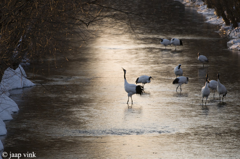 Red-crowned Crane - Japanse Kraanvogel - Grus japonensis
